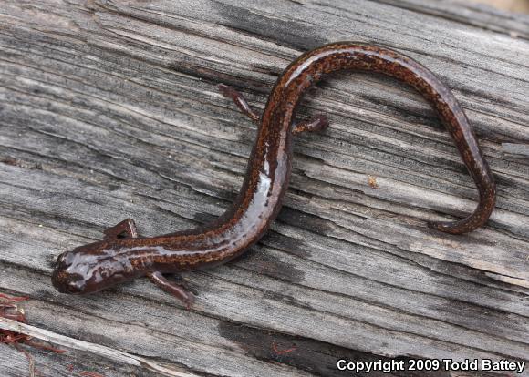 Channel Islands Slender Salamander (Batrachoseps pacificus)