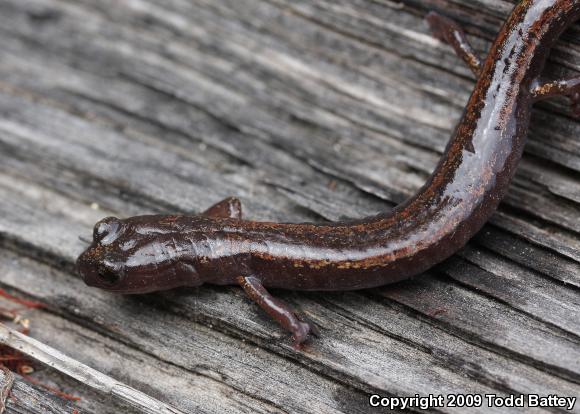 Channel Islands Slender Salamander (Batrachoseps pacificus)