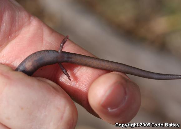 Channel Islands Slender Salamander (Batrachoseps pacificus)