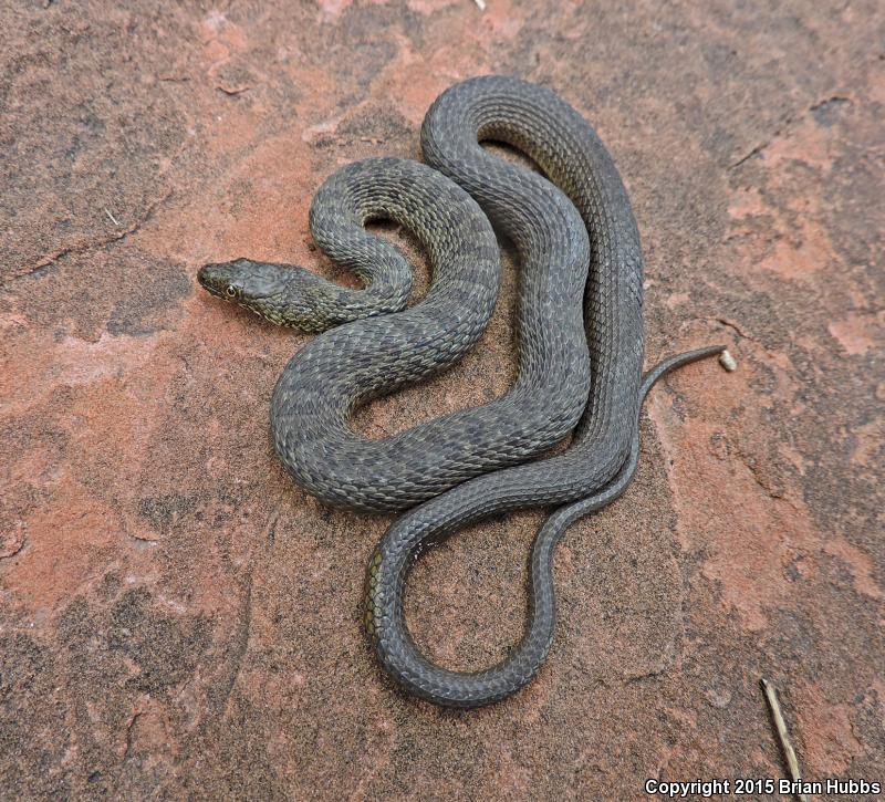 Narrow-headed Gartersnake (Thamnophis rufipunctatus)