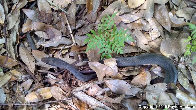 Black-masked Racer (Coluber constrictor latrunculus)