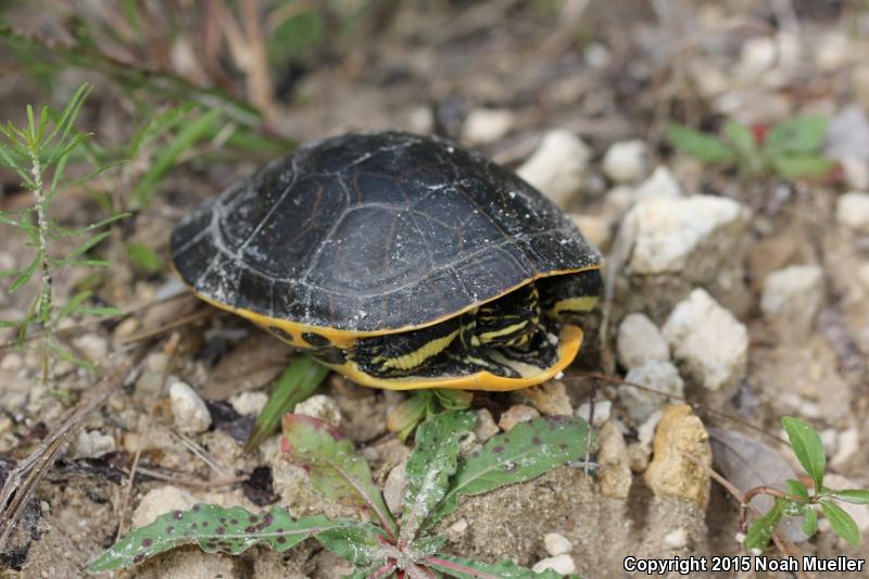 Florida Chicken Turtle (Deirochelys reticularia chrysea)