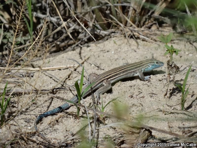 Arizona Striped Whiptail (Aspidoscelis arizonae)