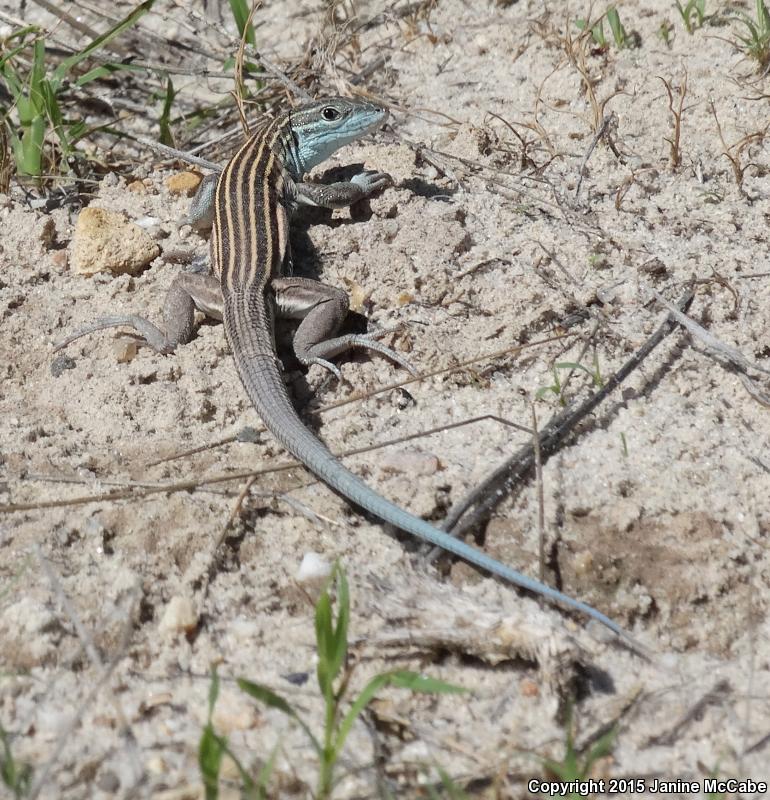 Arizona Striped Whiptail (Aspidoscelis arizonae)