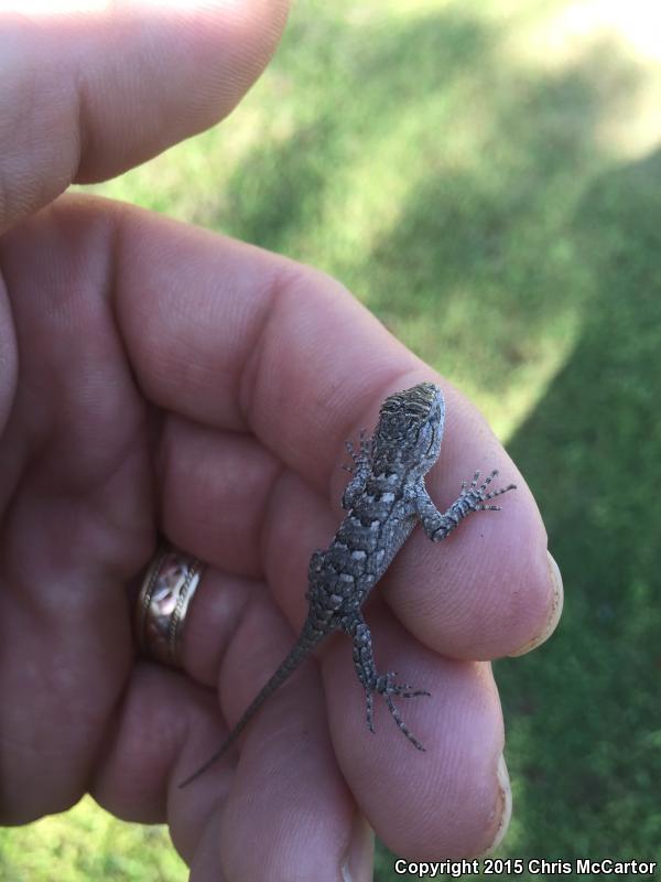 Texas Spiny Lizard (Sceloporus olivaceus)