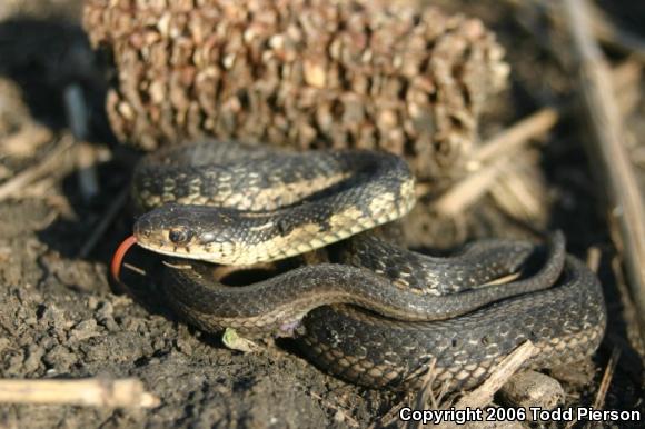 Eastern Gartersnake (Thamnophis sirtalis sirtalis)