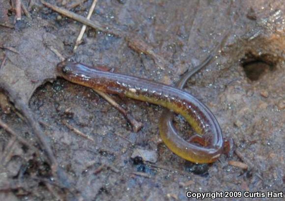 Many-ribbed Salamander (Eurycea multiplicata multiplicata)