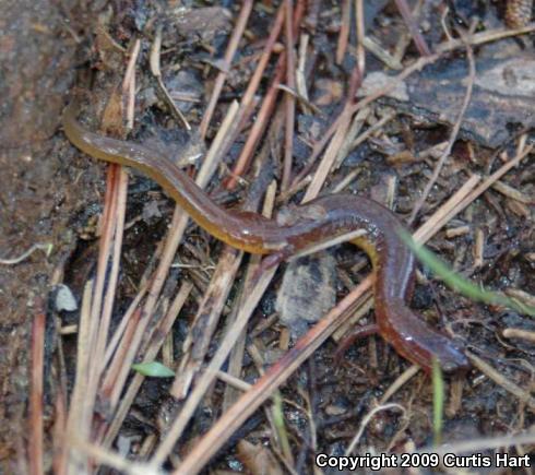 Many-ribbed Salamander (Eurycea multiplicata multiplicata)