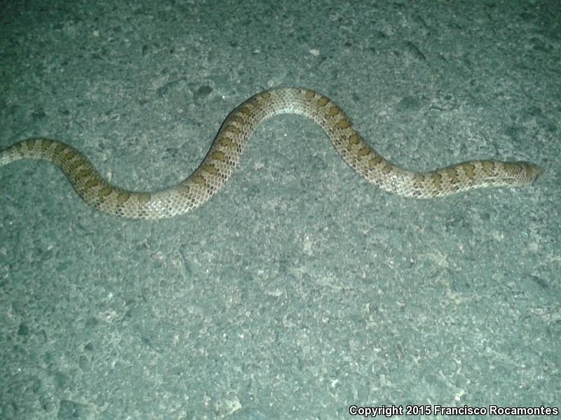 Chihuahuan Hook-nosed Snake (Gyalopion canum)