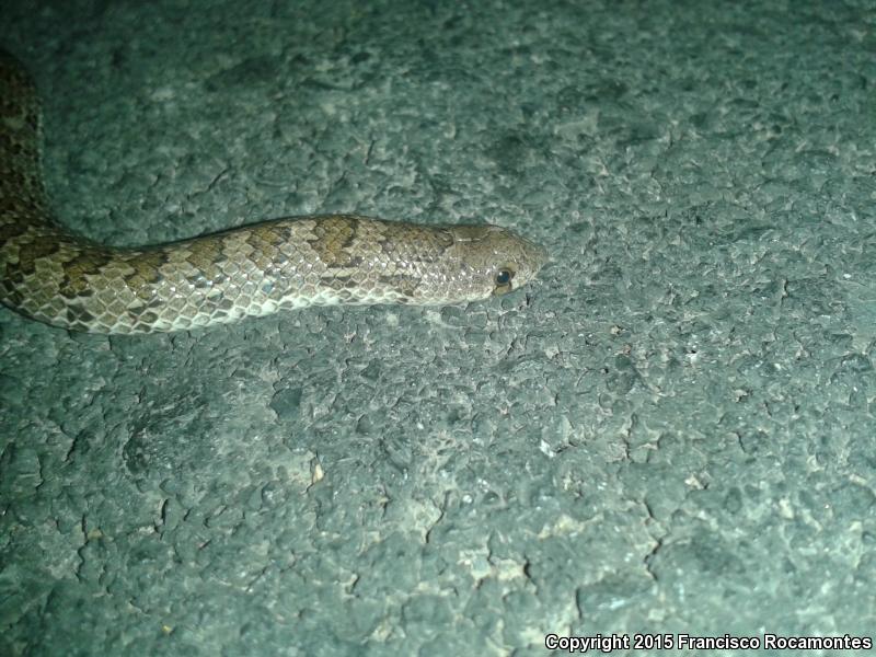 Chihuahuan Hook-nosed Snake (Gyalopion canum)