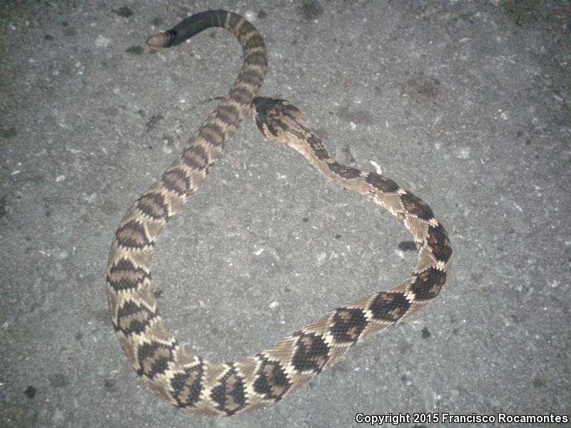 Mexican Black-tailed Rattlesnake (Crotalus molossus nigrescens)
