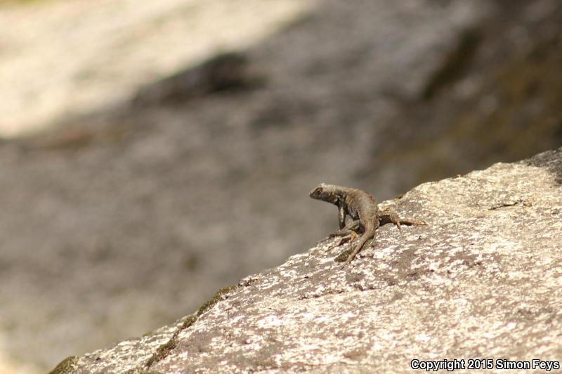 Sierra Fence Lizard (Sceloporus occidentalis taylori)