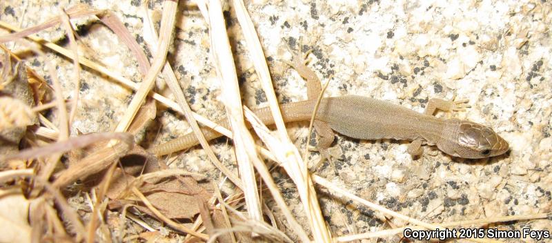 Wiggins's Desert Night Lizard (Xantusia wigginsi)