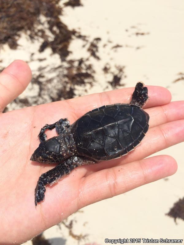 Green Sea Turtle (Chelonia mydas)