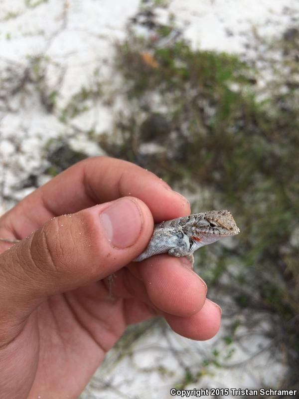 Cozumel Spiny Lizard (Sceloporus cozumelae)