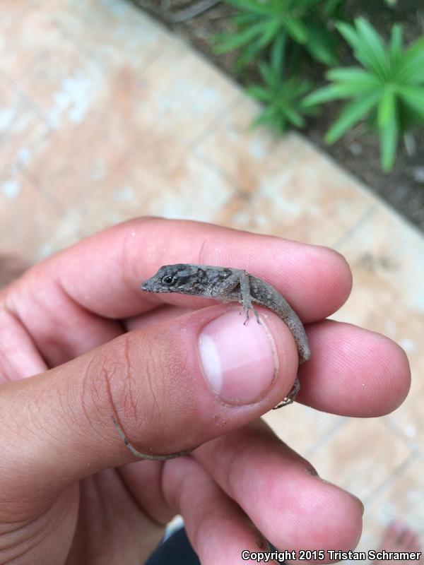 Silky Anole (Anolis sericeus)