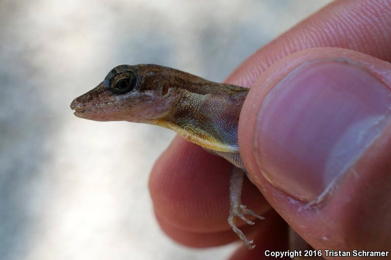 Slender Anole (Anolis rodriguezi rodriguezi)