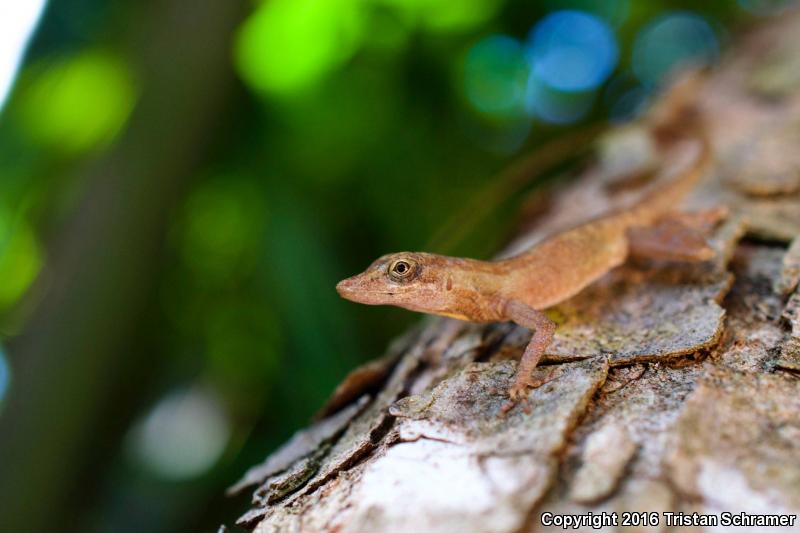 Slender Anole (Anolis rodriguezi rodriguezi)