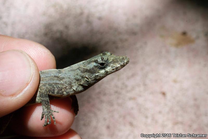 Ghost Anole (Anolis lemurinus)