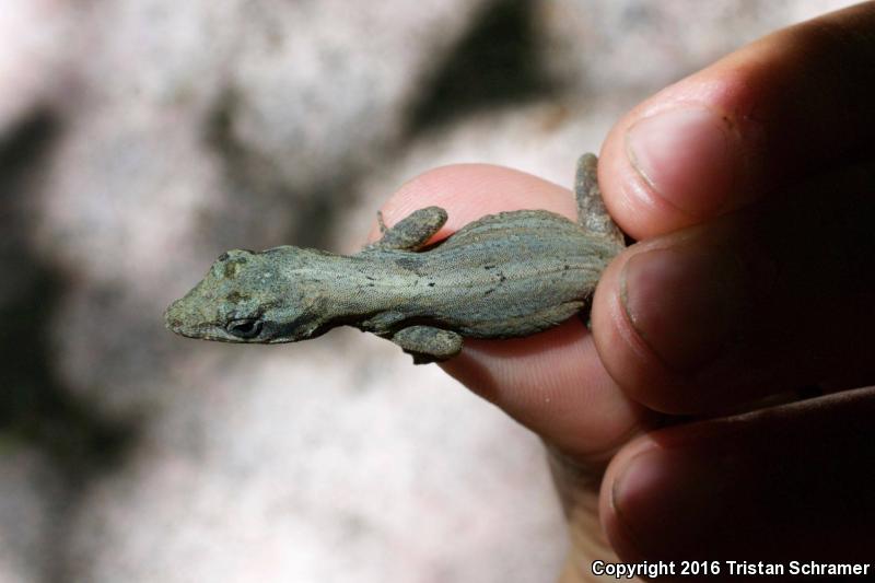 Ghost Anole (Anolis lemurinus)