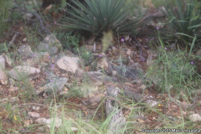 Mountain Patch-nosed Snake (Salvadora grahamiae grahamiae)