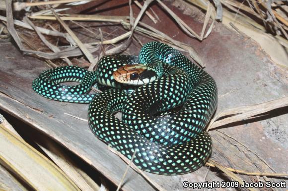 Northern Speckled Racer (Drymobius margaritiferus margaritiferus)