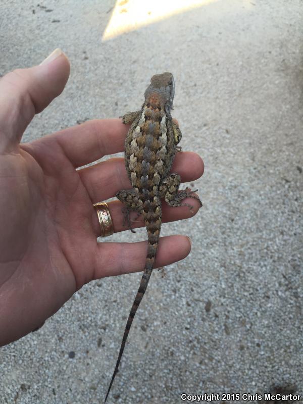 Texas Spiny Lizard (Sceloporus olivaceus)