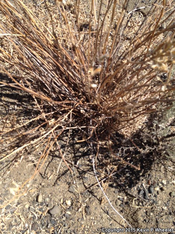 Pygmy Short-horned Lizard (Phrynosoma douglasii)