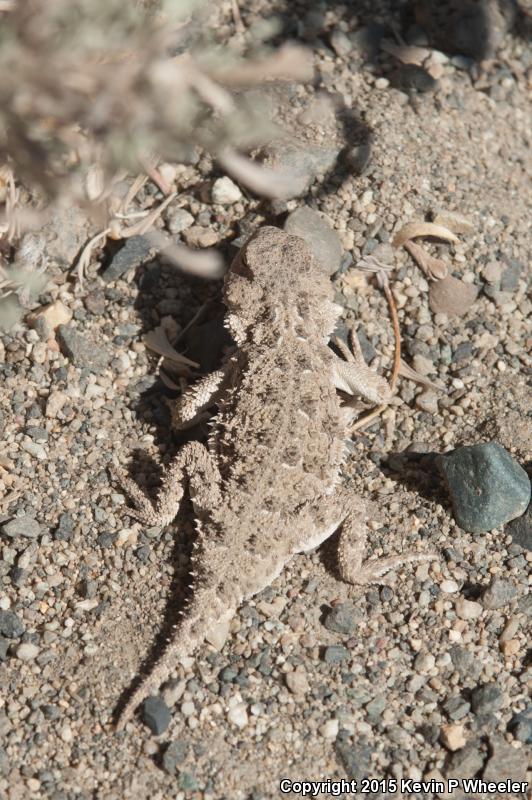 Pygmy Short-horned Lizard (Phrynosoma douglasii)