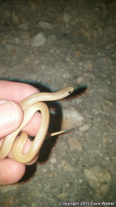 Southern Texas Groundsnake (Sonora semiannulata taylori)