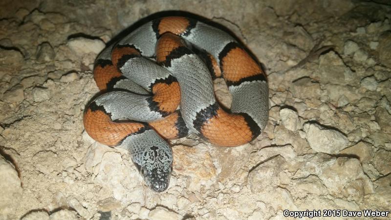 Gray-banded Kingsnake (Lampropeltis alterna)