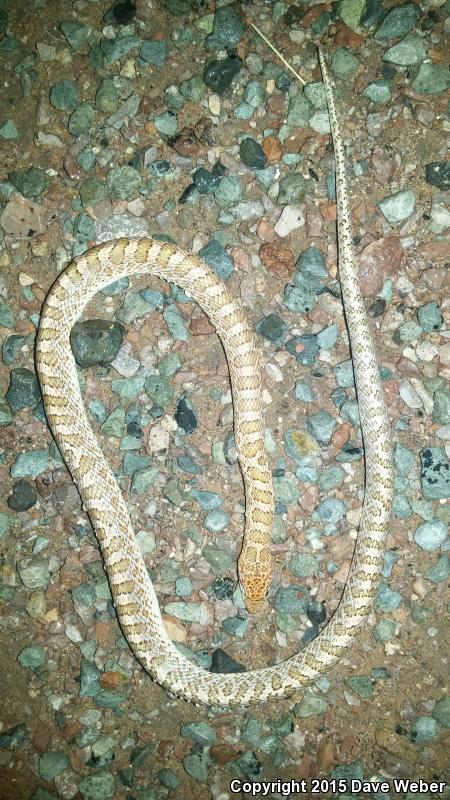 Chihuahuan Glossy Snake (Arizona elegans expolita)