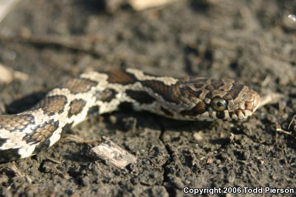 Western Foxsnake (Pantherophis vulpinus)