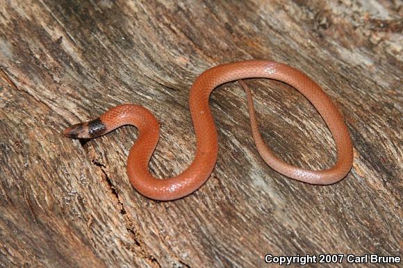 Coastal Dunes Crowned Snake (Tantilla relicta pamlica)