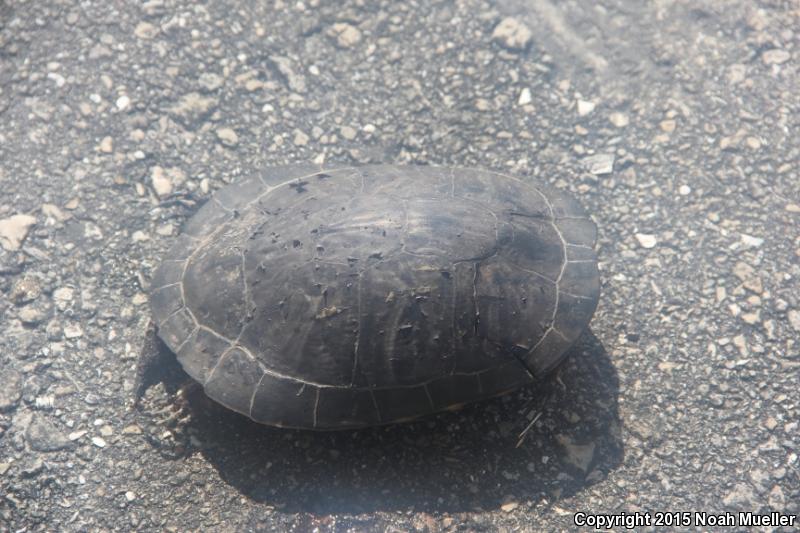 Florida Chicken Turtle (Deirochelys reticularia chrysea)