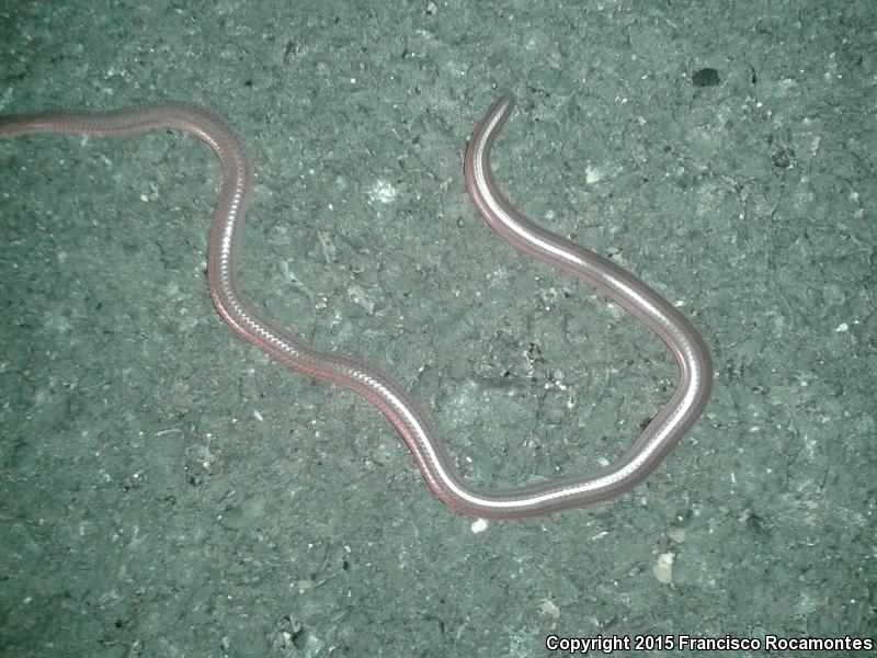 Texas Threadsnake (Leptotyphlops dulcis)