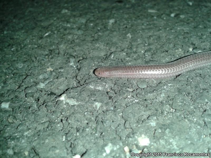 Texas Threadsnake (Leptotyphlops dulcis)