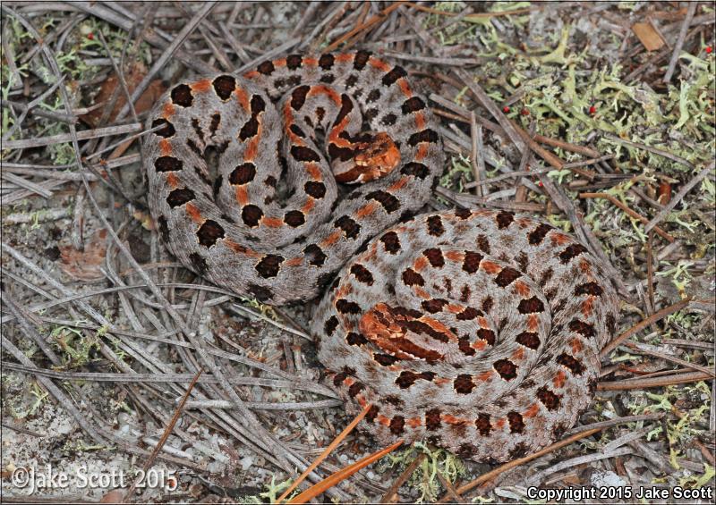 Carolina Pigmy Rattlesnake (Sistrurus miliarius miliarius)