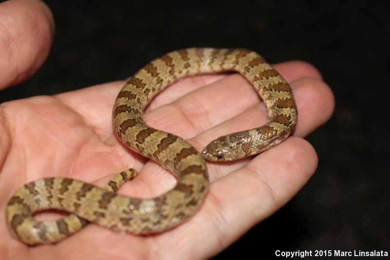 Chihuahuan Hook-nosed Snake (Gyalopion canum)