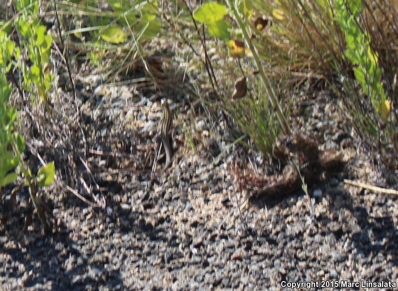 Arizona Striped Whiptail (Aspidoscelis arizonae)