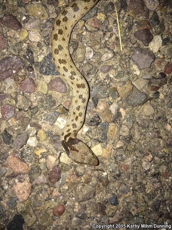 Collar Nightsnake (Hypsiglena torquata)