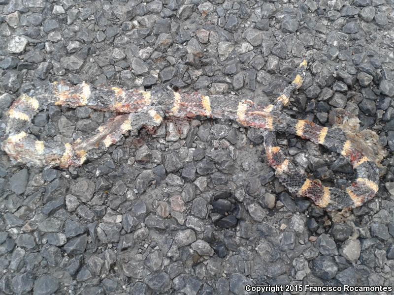 Texas Coralsnake (Micrurus tener)