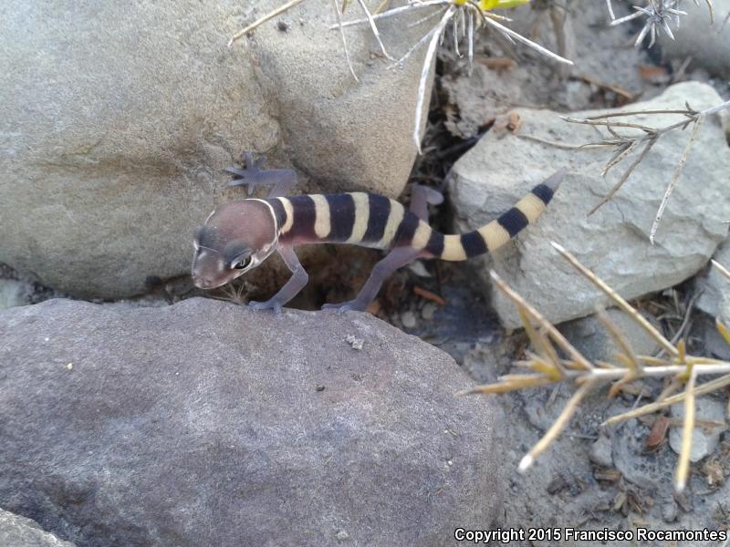 Texas Banded Gecko (Coleonyx brevis)