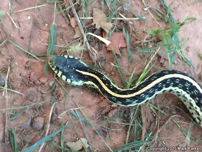 Texas Gartersnake (Thamnophis sirtalis annectens)