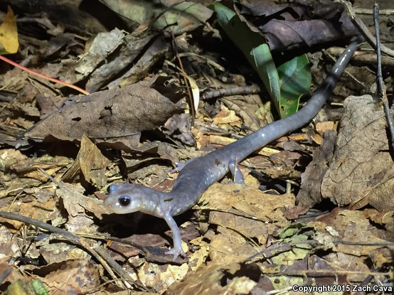 Wehrle's Salamander (Plethodon wehrlei)