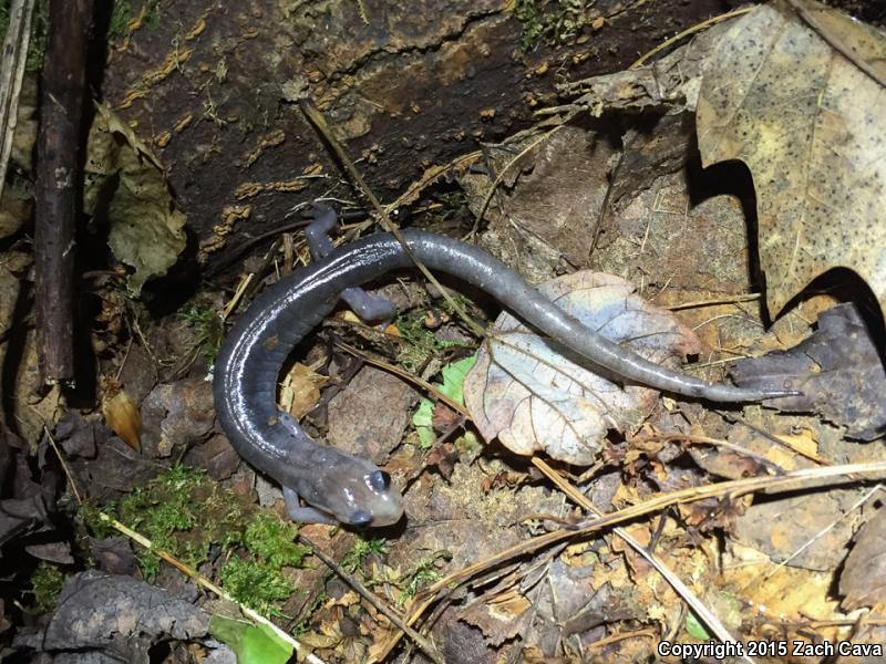 Wehrle's Salamander (Plethodon wehrlei)