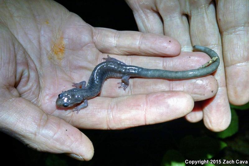 Wehrle's Salamander (Plethodon wehrlei)