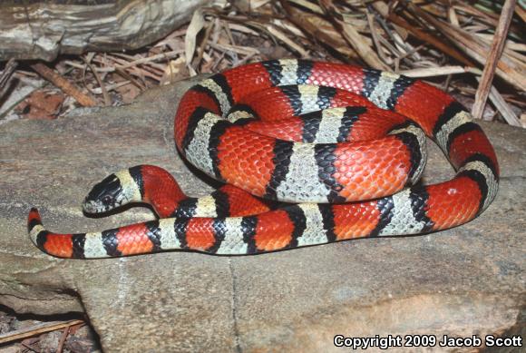 Louisiana Milksnake (Lampropeltis triangulum amaura)