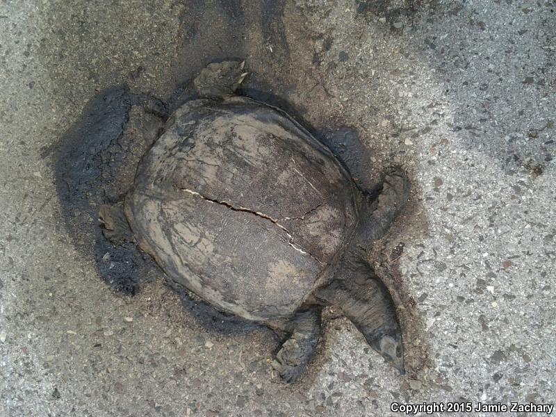 Midland Smooth Softshell (Apalone mutica mutica)