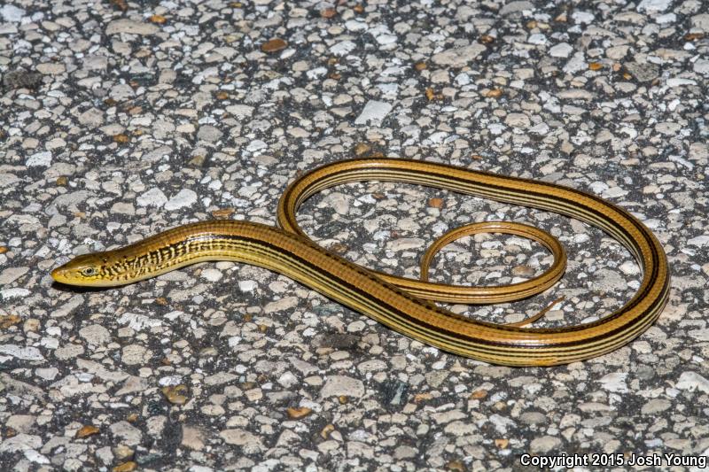 Mimic Glass Lizard (Ophisaurus mimicus)